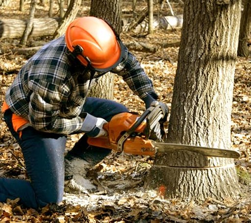 Tree Removal in Chichester, NY